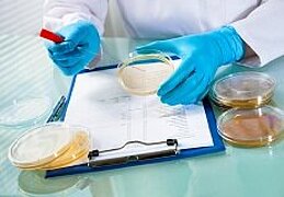 Foto: Zwei Hände in blauen Gummihandschuhen arbeiten mit Pipetten und Petrischalen, darunter liegt ein Klemmbrett mit Notizen