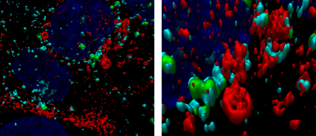 Bedeutung der genetischen Variabilität von SARS-CoV-2 für die Entwicklung von Impfstoffen und Nachweisbarkeit (VARIPATH)