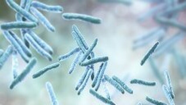 Tuberculosis bacteria, illustration