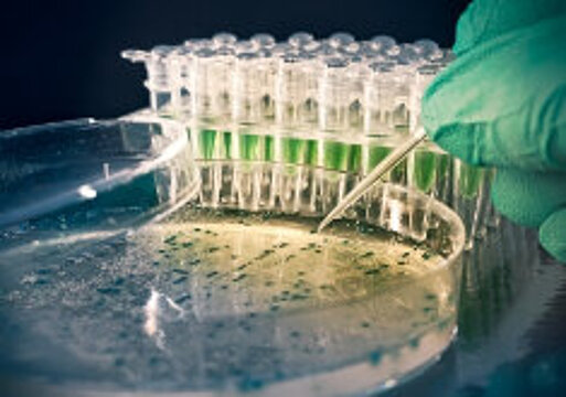 Foto: Forscherhand im Fingerhandschuh mit Pipette über Versuchsschale im Labor.